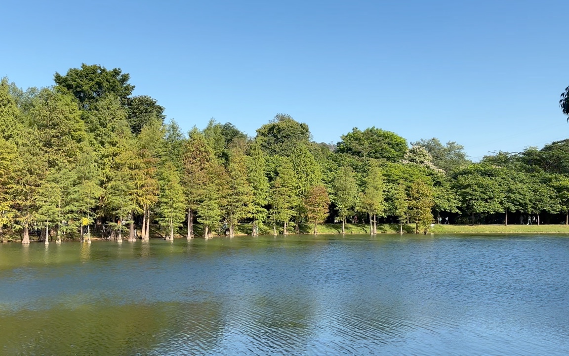 深圳灣公園,深圳紅樹林自然保護區,華南植物園 hu