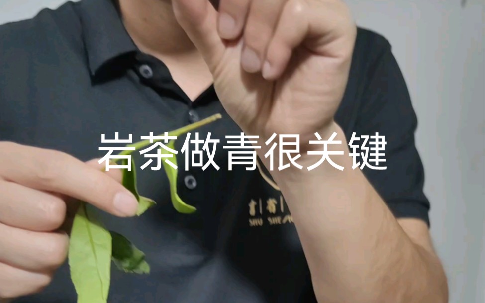 [图]【武夷行】夜访书省茶厂，武夷岩茶加工之做青环节对茶叶品质影响问答，希望对要了解武夷岩茶的茶友有帮助