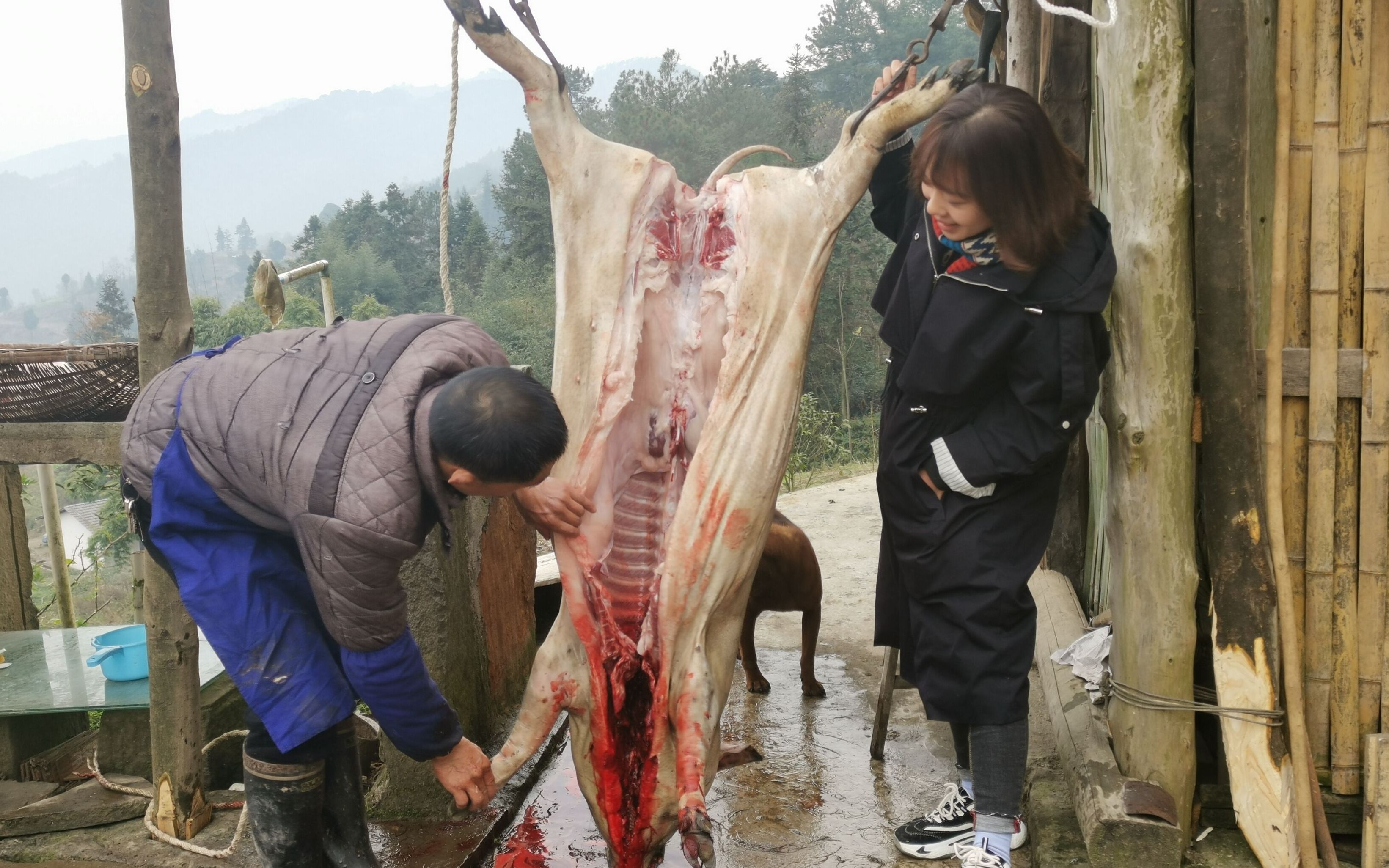 杀猪妮子帮忙杀猪图片