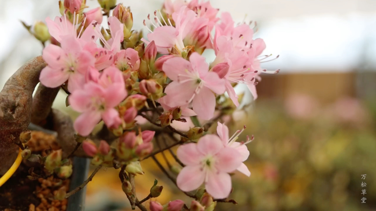 一手托的皋月杜鹃——鹤翁