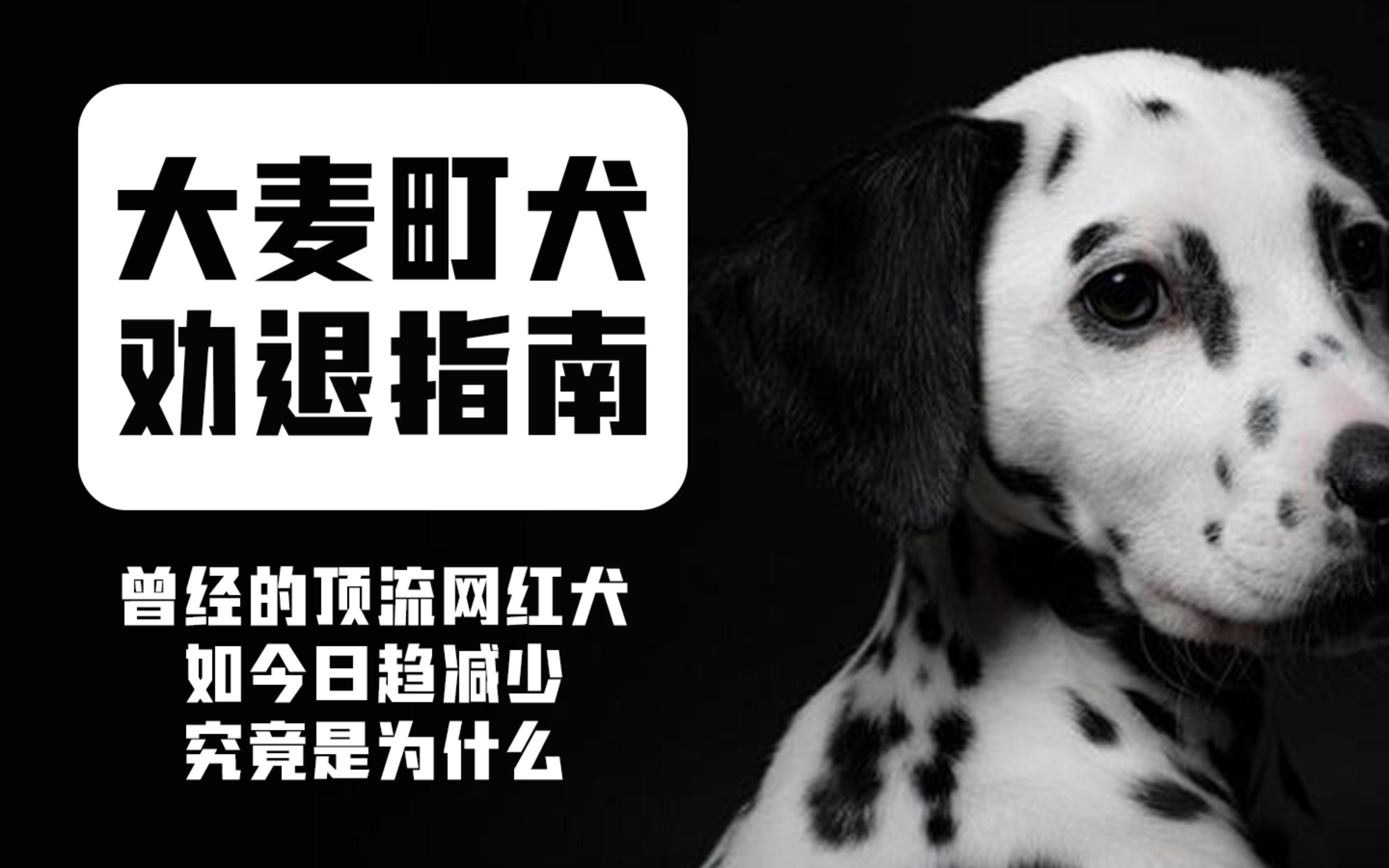 大麦町犬,儿时的偶像斑点狗,如今却日趋减少哔哩哔哩bilibili