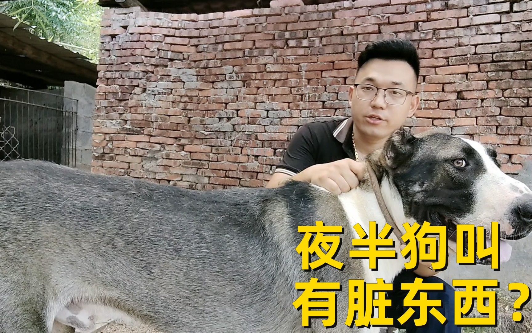半夜狗叫是因为能看见脏东西吗?狗为何能预知主人回来时间_哔哩哔哩_bilibili