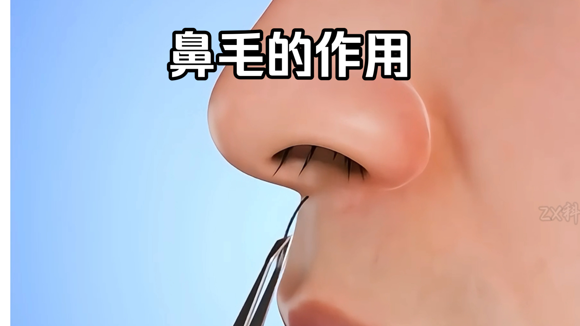 鼻子塑型和鼻毛的作用