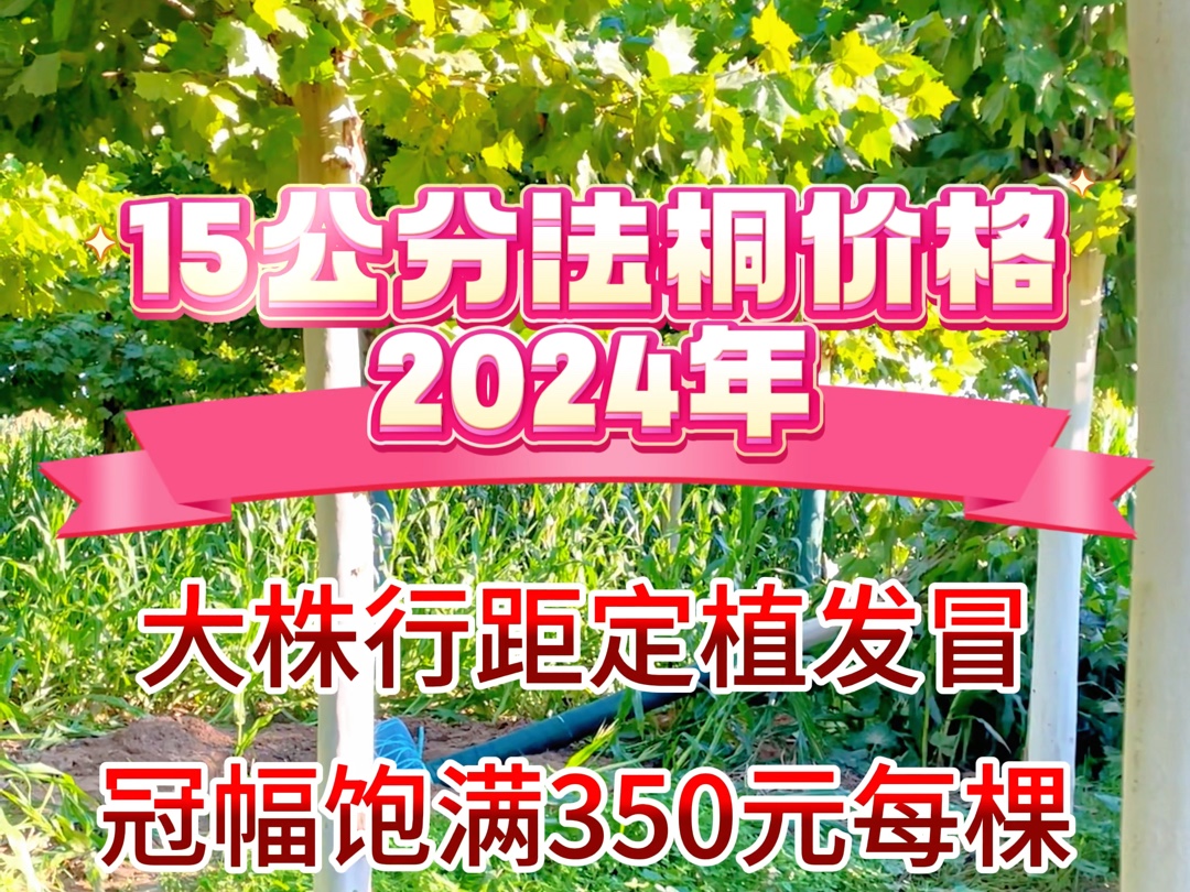 15公分发冒法桐装车价格,2024年秋季报价哔哩哔哩bilibili