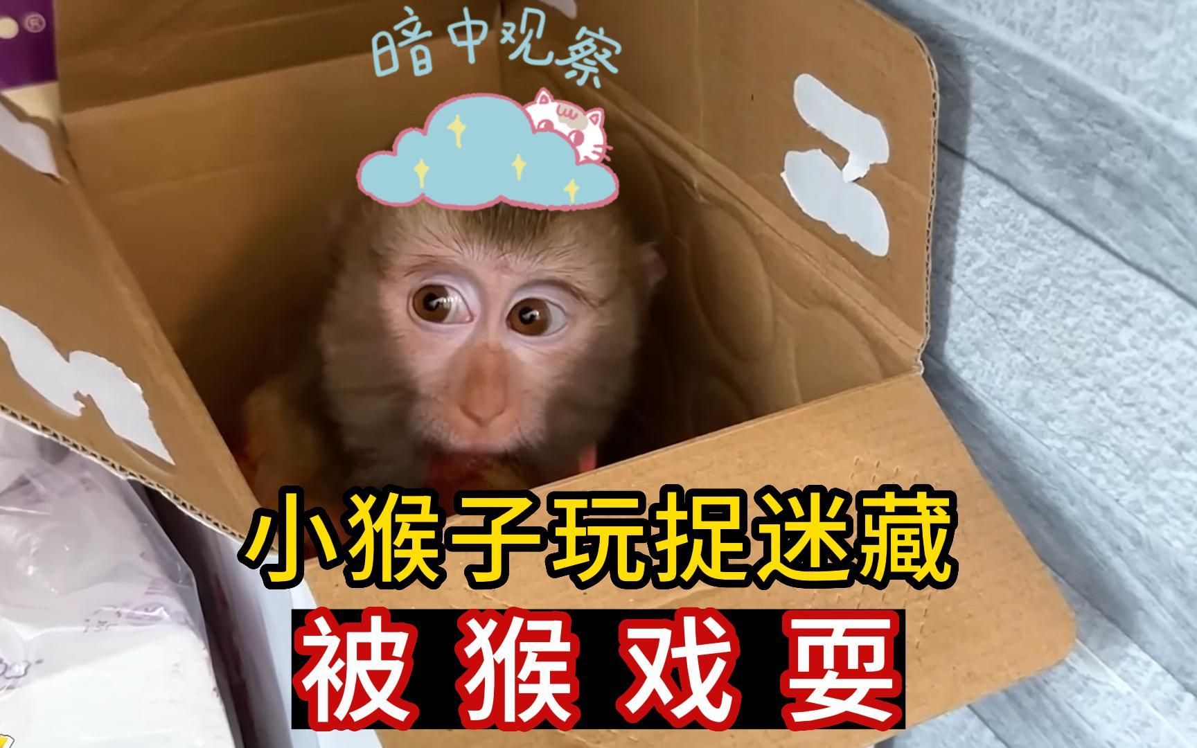 越南小猴子卡卡跟家人们玩捉迷藏 铲屎官被猴戏耍