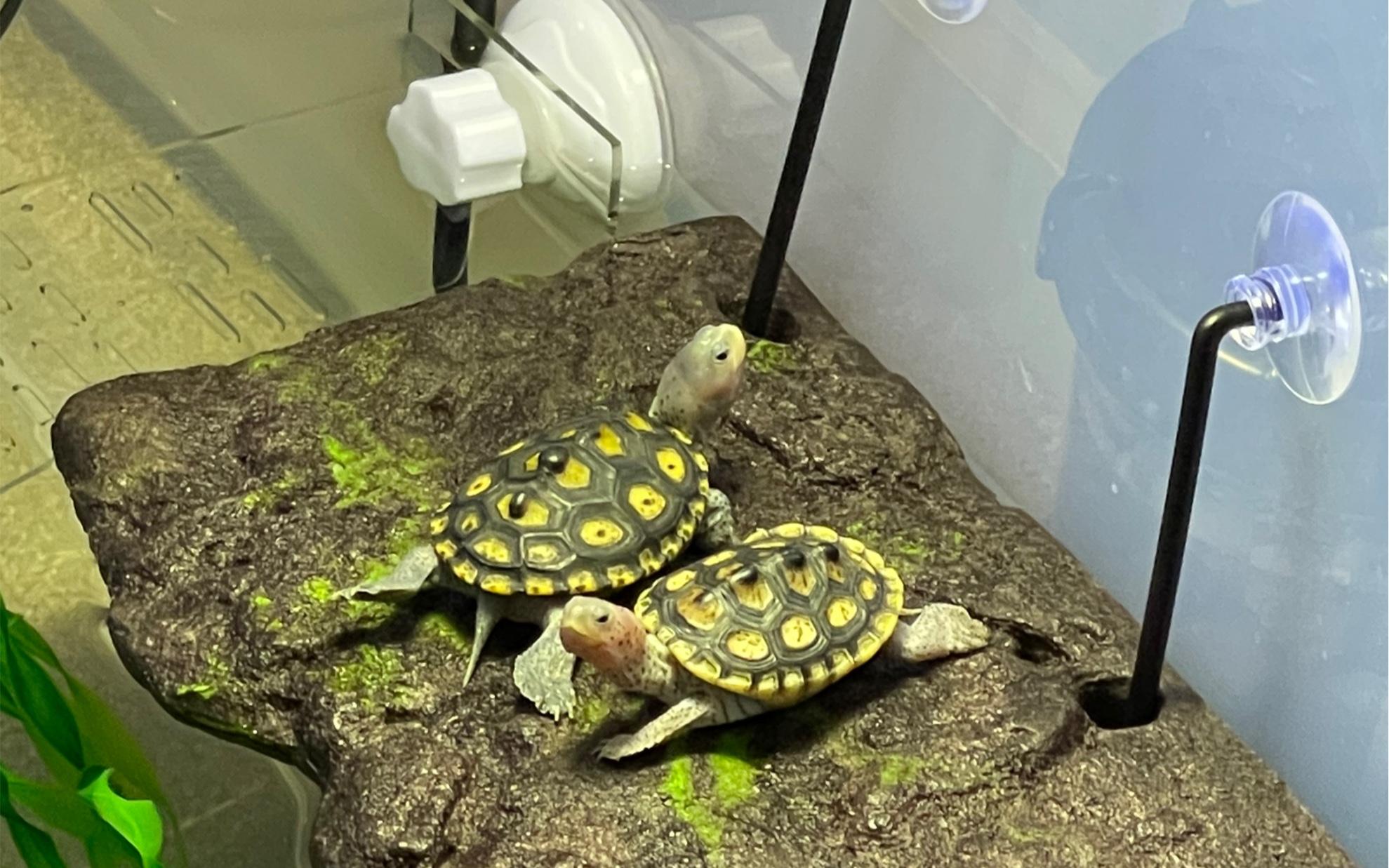 活动作品晒太阳龟生巅峰