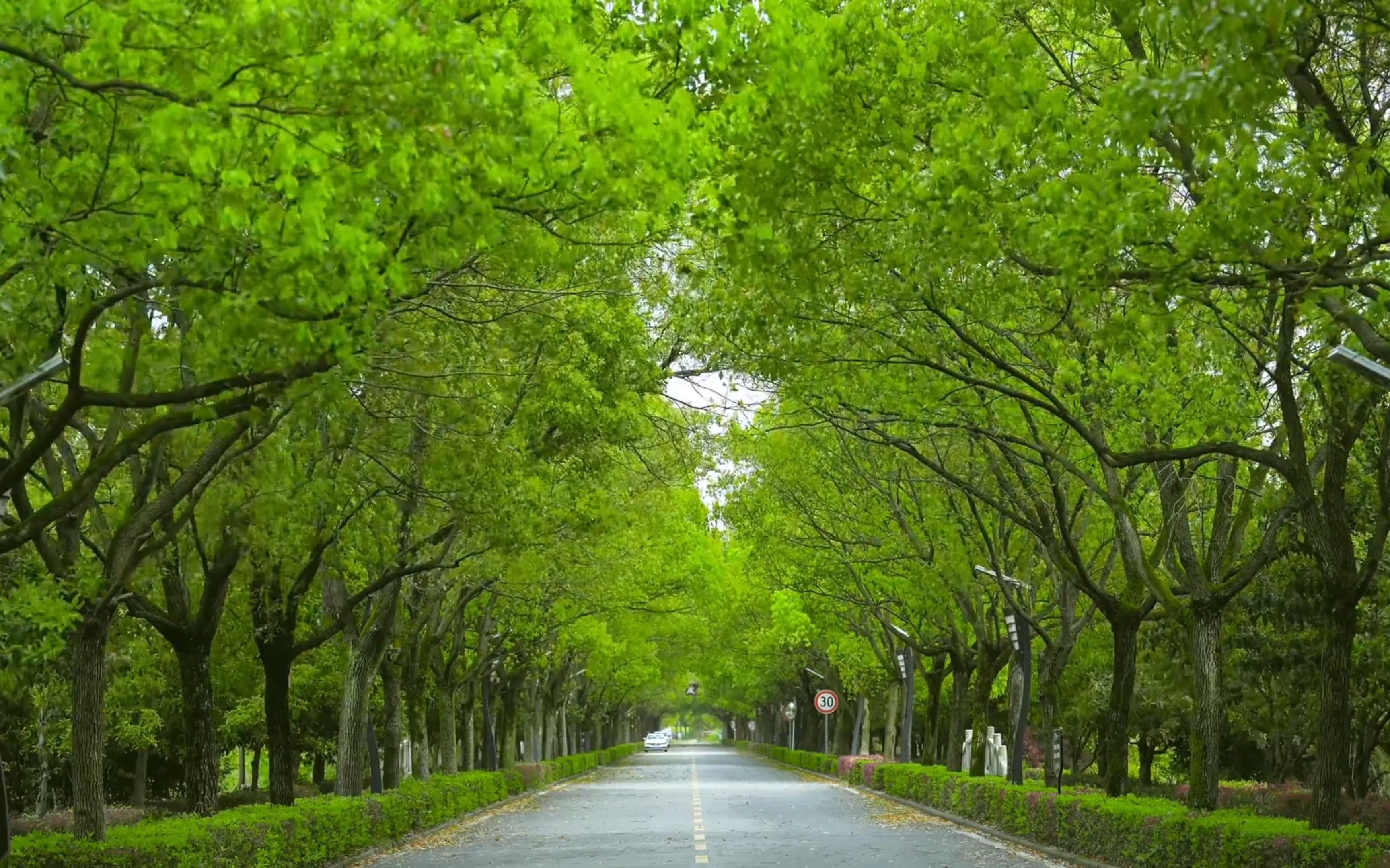 "愿世间的温柔 皆如清新的绿色和你"