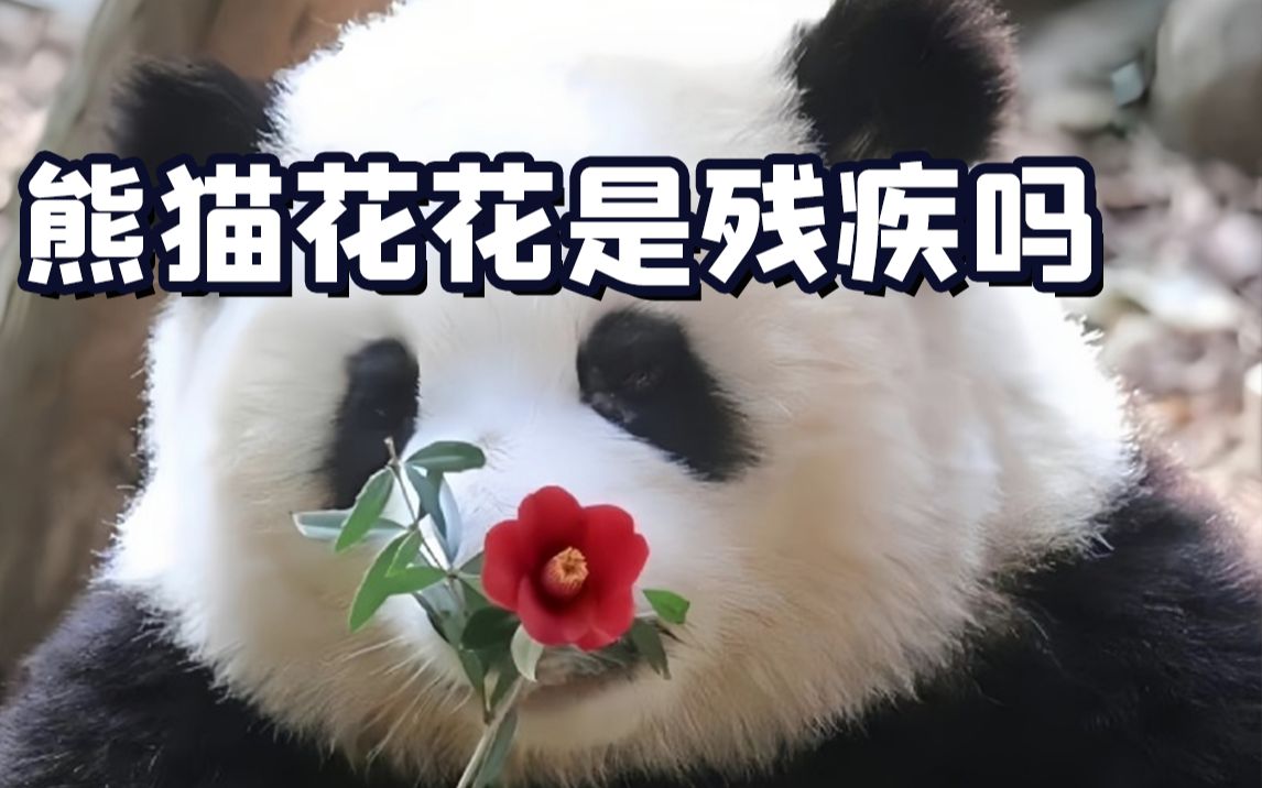 [图]什么？大熊猫花花是残疾吗？