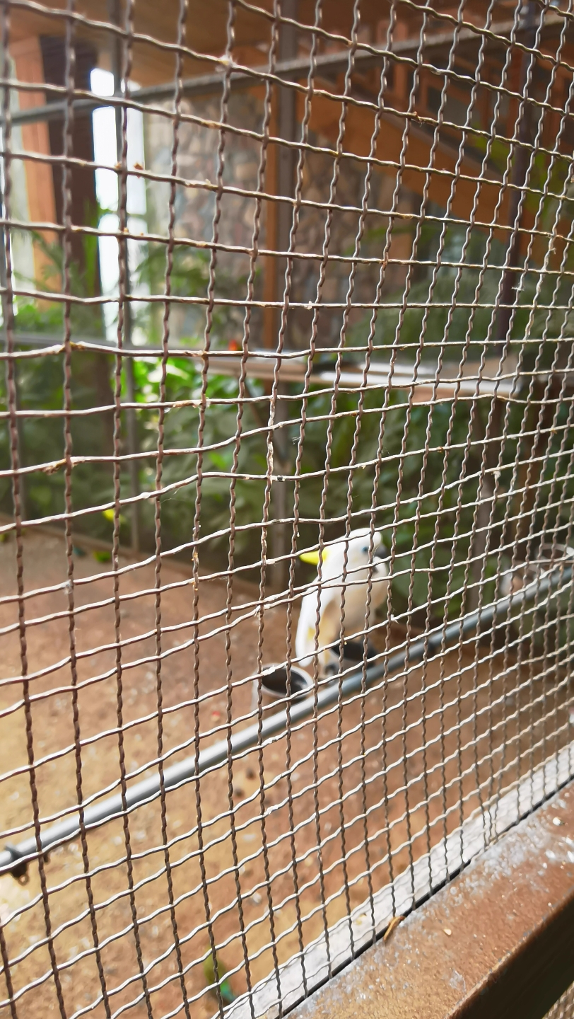 南宫五洲植物园的葵花鹦鹉和丹巴雨伞鹦鹉
