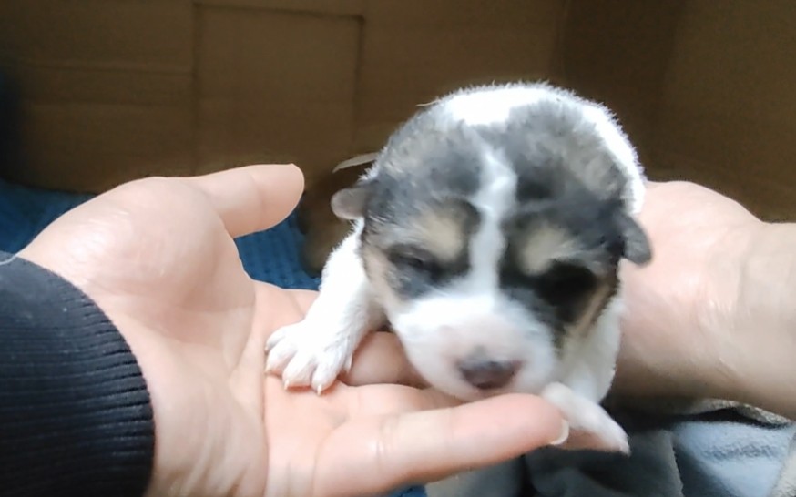 出生11天的小奶狗还没睁眼,这九只小狗那个最漂亮