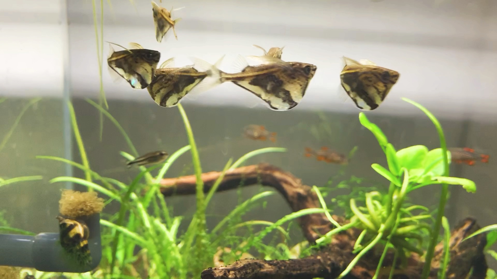 新入缸的阴阳燕子鱼和小缸日常