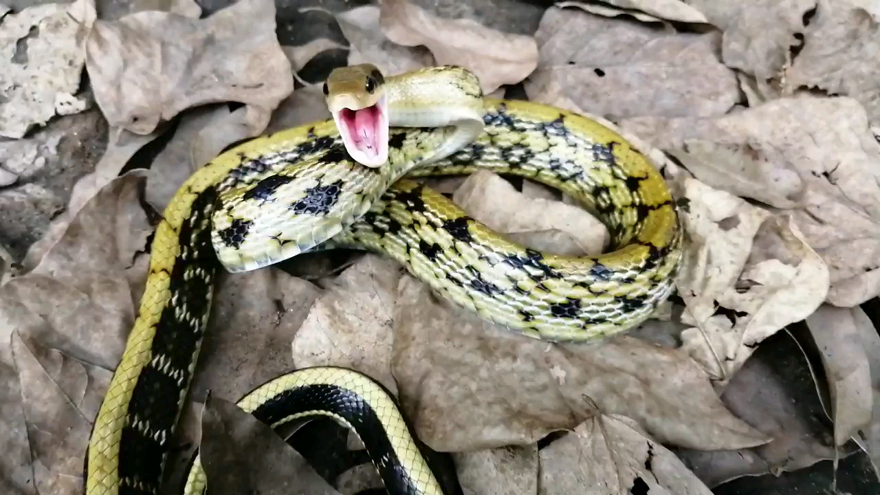 【野外】黑眉锦蛇的示威警告