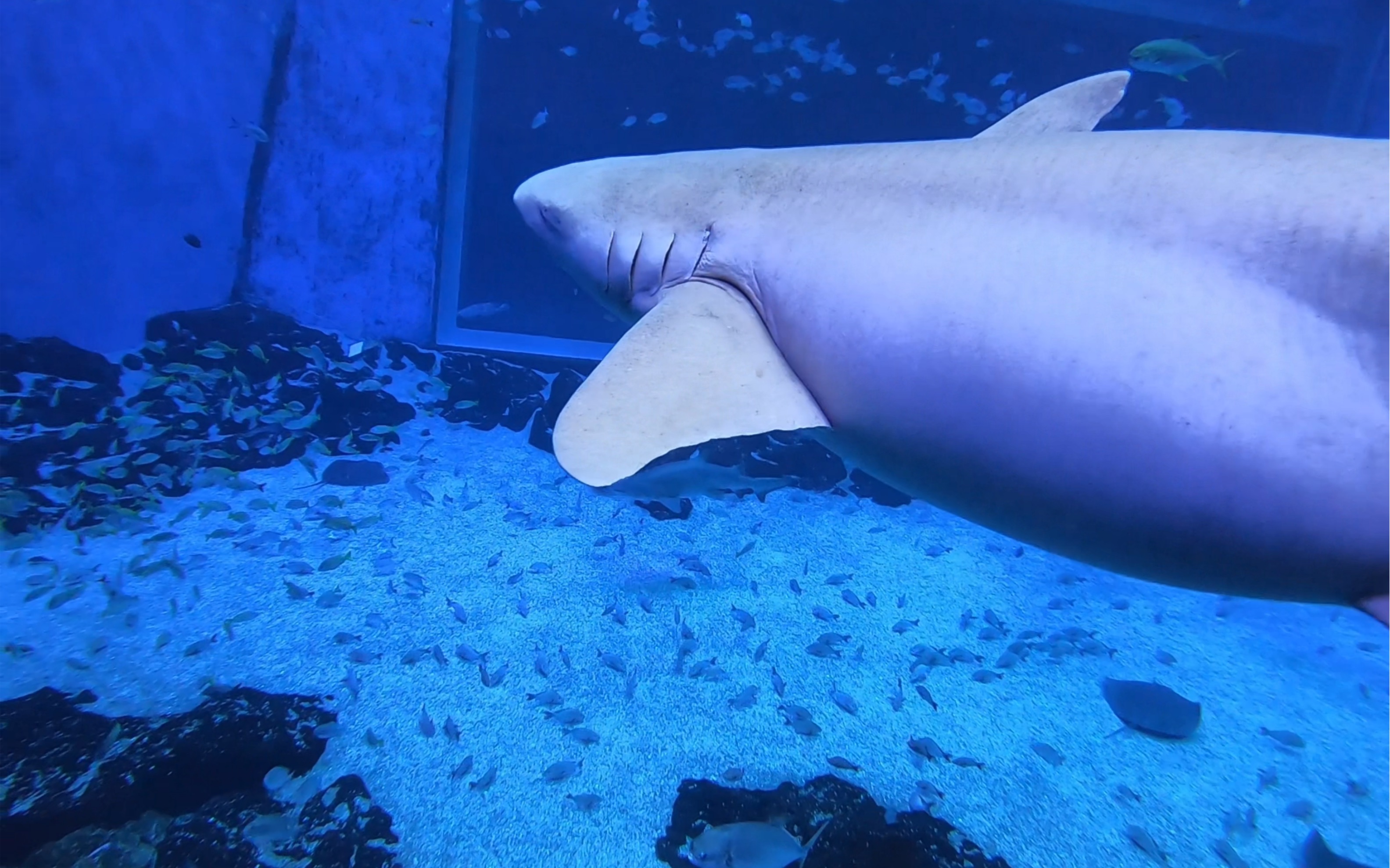 沉浸式撸鲨鱼