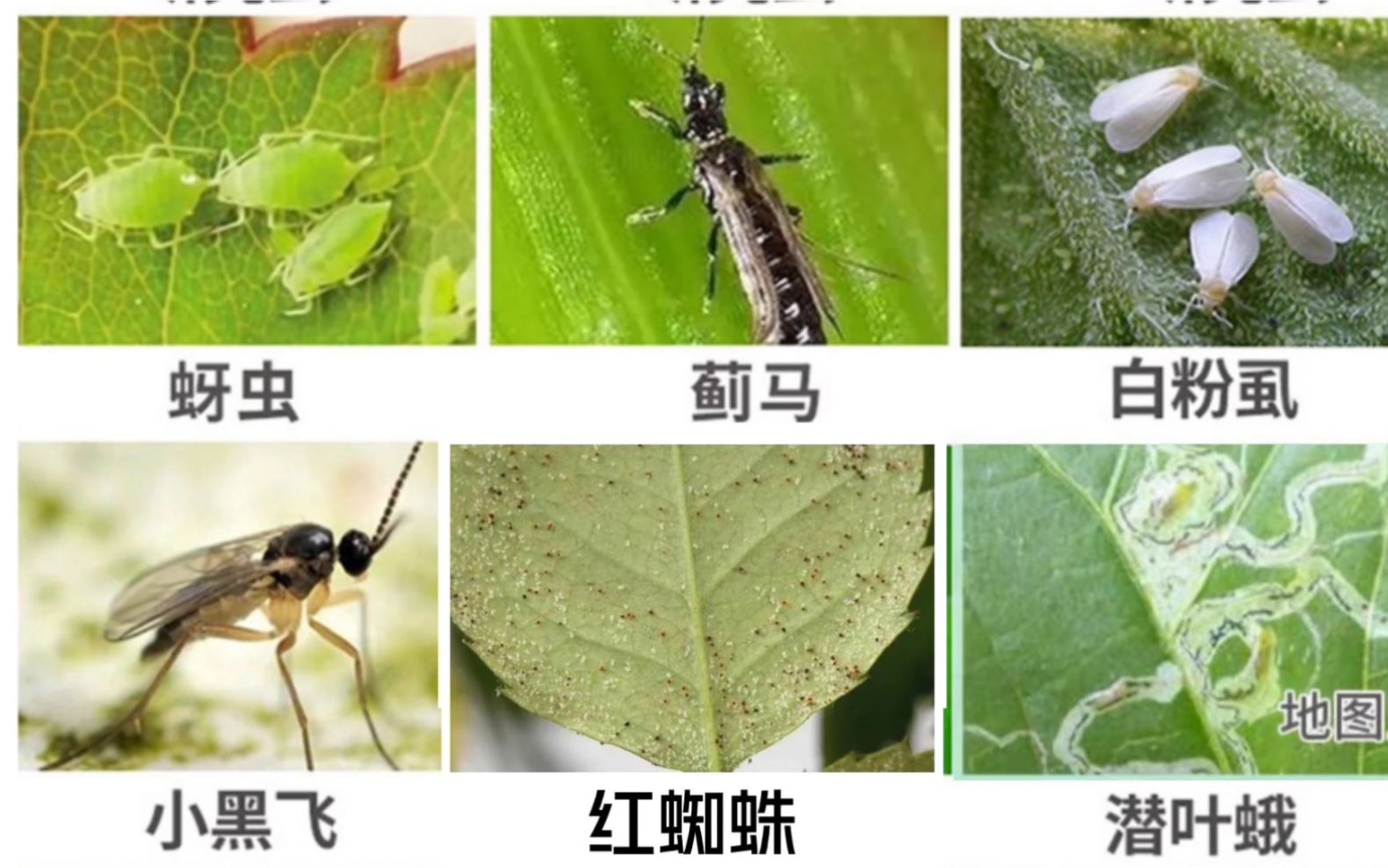 北阳台种菜虫害防治之蚜虫、蓟马、白粉虱、小黑飞、红蜘蛛、潜叶蝇、白粉病的方法哔哩哔哩bilibili