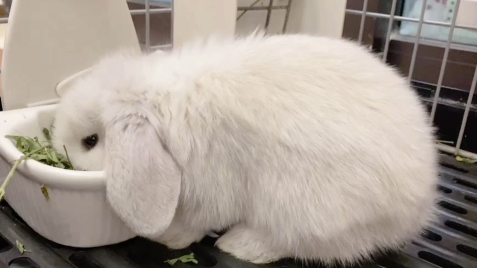 霜白垂耳努力吃草的样子像极了猪猪