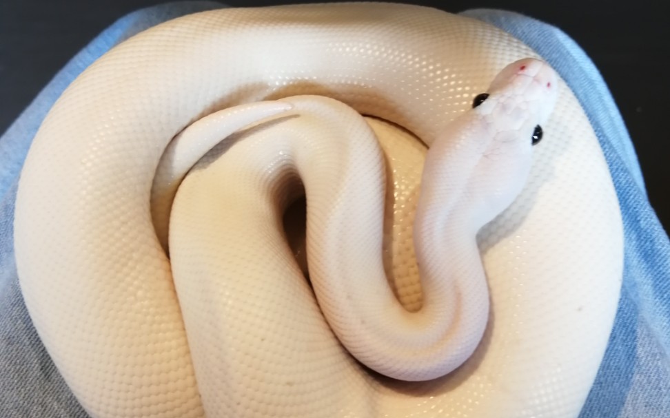 蛇类喂食球蟒童蟒加州王蛇