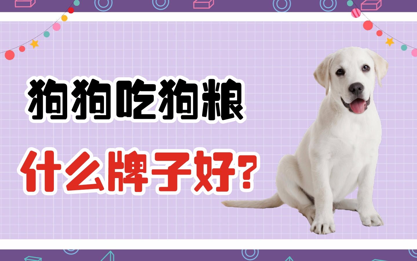 狗狗吃狗粮什么牌子好?哔哩哔哩bilibili