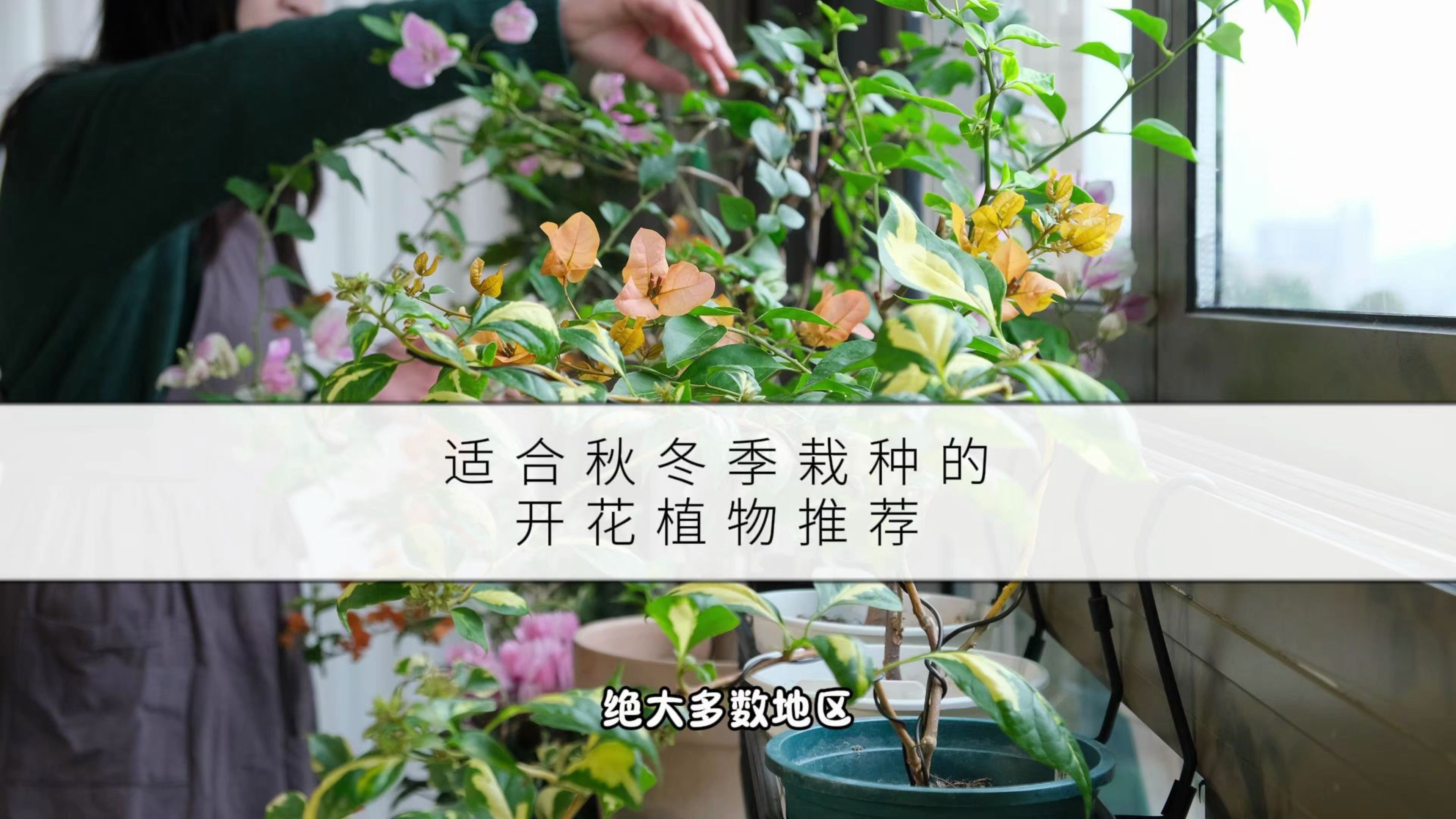 适合秋冬季,新手小白栽种的开花植物推荐哔哩哔哩bilibili