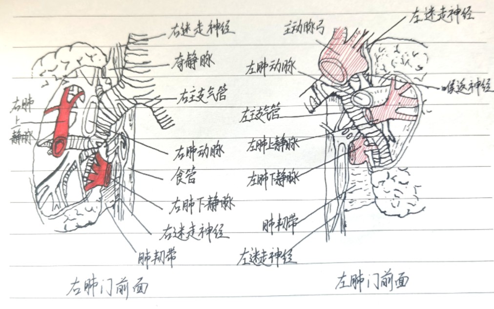 手绘【左、右肺门】哔哩哔哩bilibili