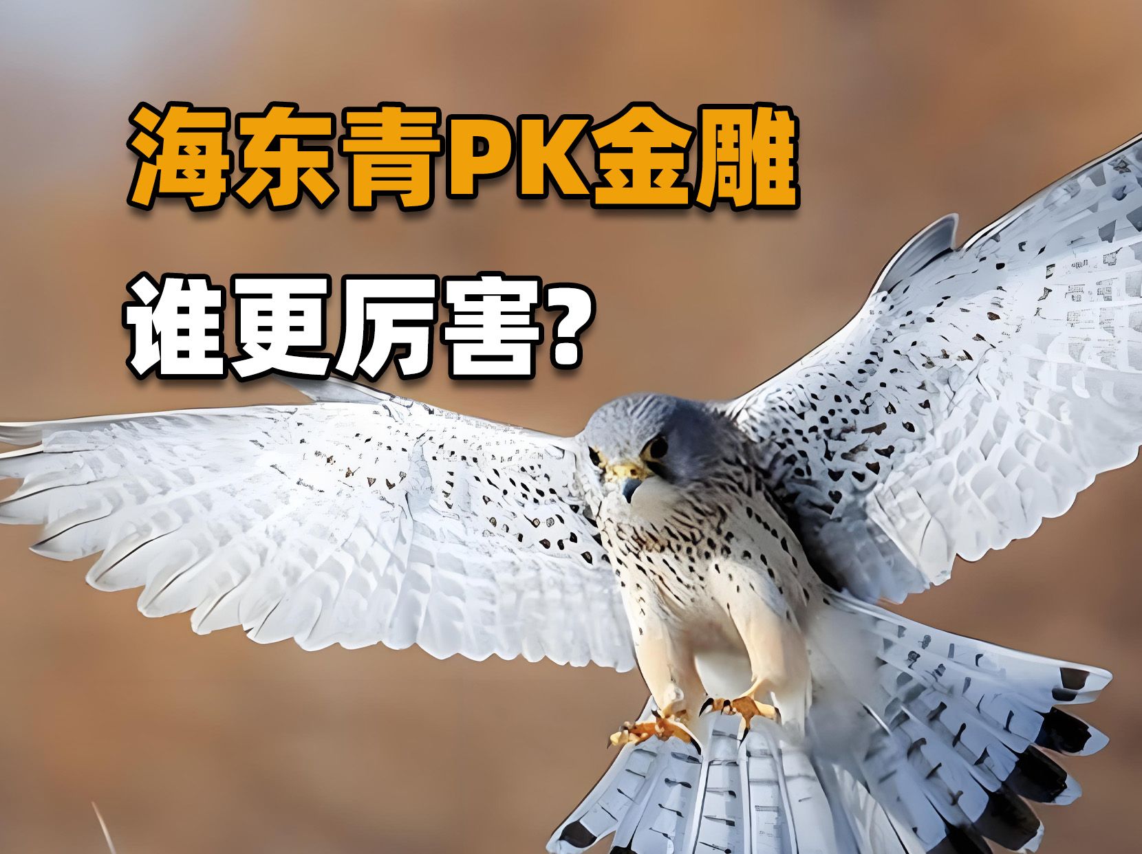 海东青比金雕还猛?