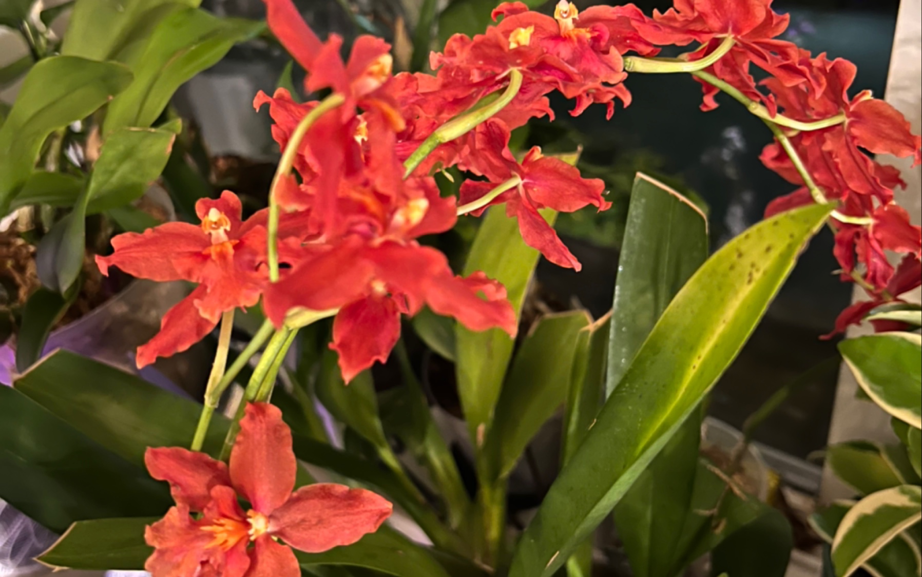 两株文心兰开花,小酒红太美了,天香好香啊_哔哩哔哩_bilibili