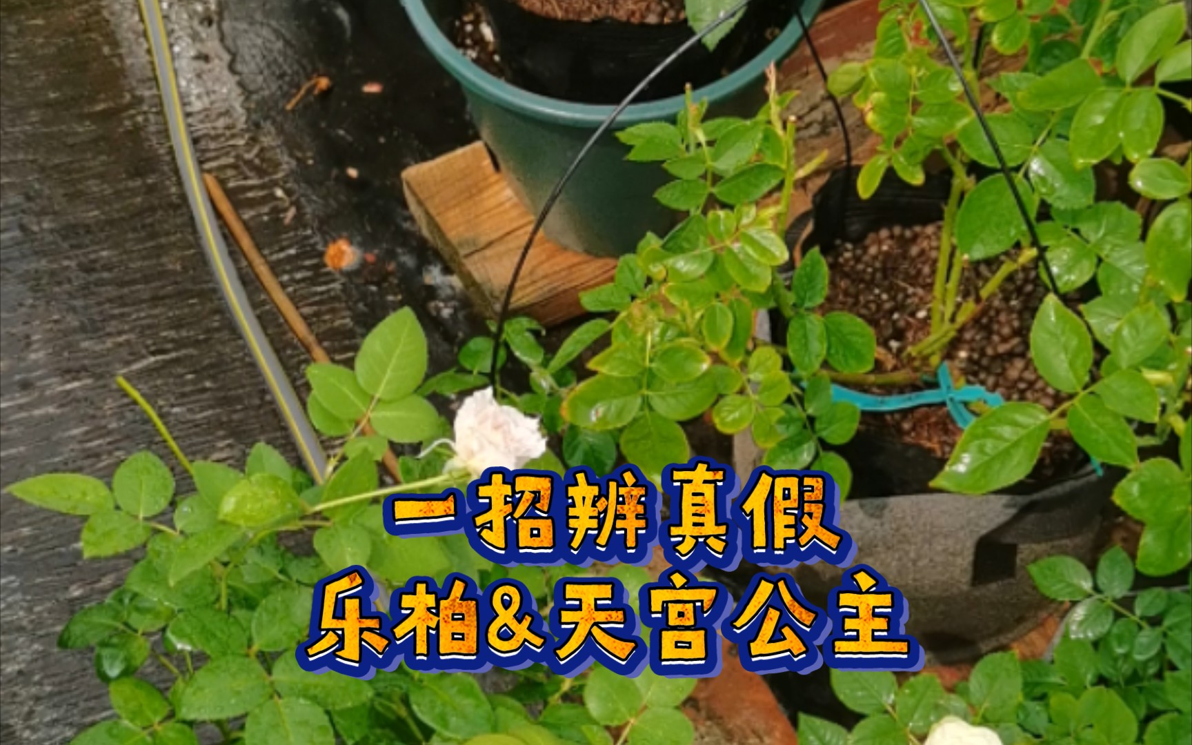 一招辨真假:乐柏&天宫公主_哔哩哔哩_bilibili