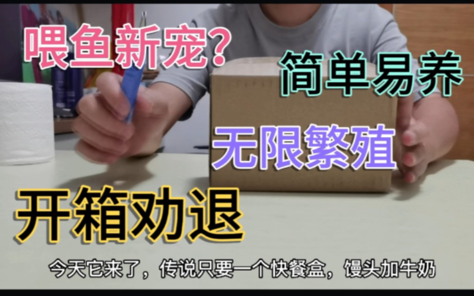 开箱快餐盒就能无限繁殖的微虫,让鱼儿吃上活食,真的有这么好?哔哩哔哩bilibili