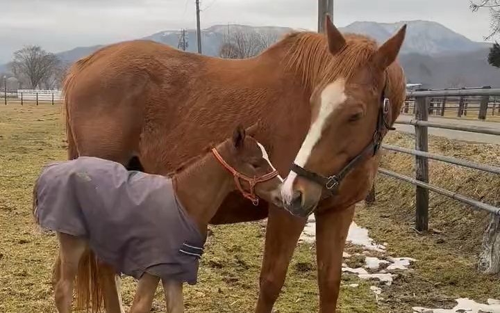 小马和大马的鼻息