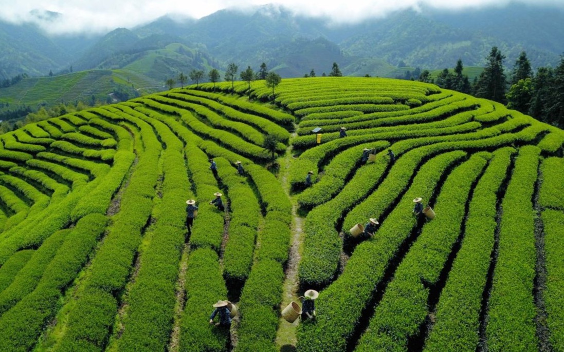 参观中国十大茗茶之一信阳毛尖原产地,纯天然茶场你见过吗?