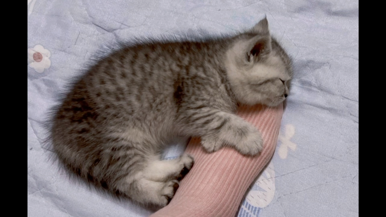 靠着脚脚呼呼大睡