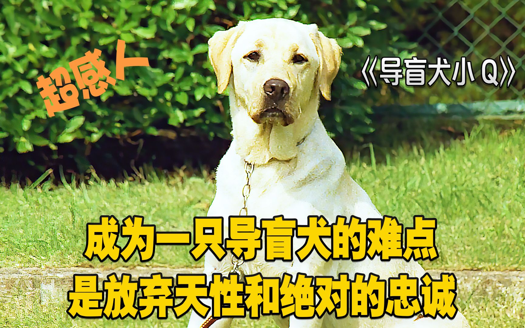 [图]导盲犬小Q：成为一只导盲犬的难点，是放弃天性和绝对的忠诚！