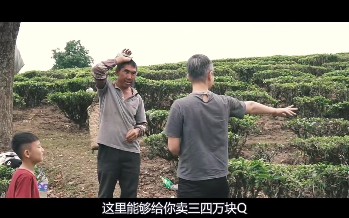 “大益茶”路过大益的万亩茶园基地?大益茶揭秘!哔哩哔哩bilibili