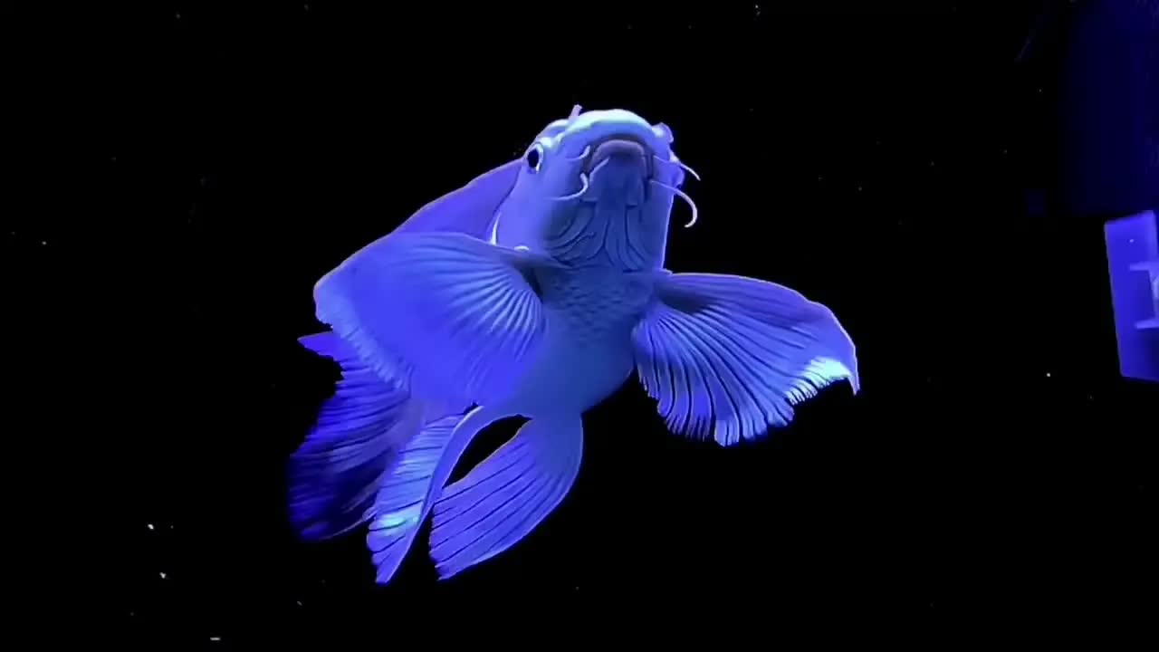 飘逸的灵魂 尚 赏 #蝴蝶鲤