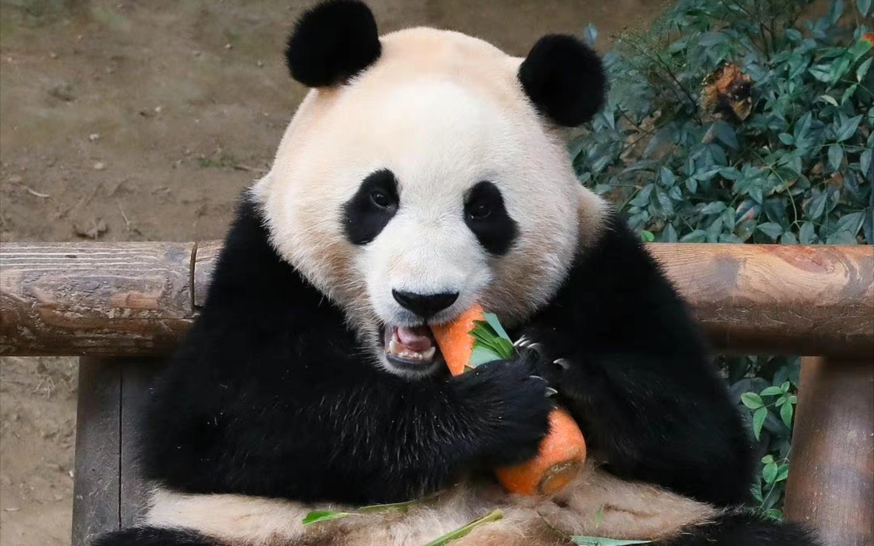 嘘!别让华妮知道.