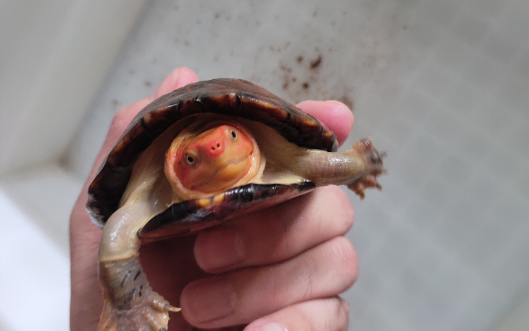 红面蛋龟抽奖了!中奖的是你吗?