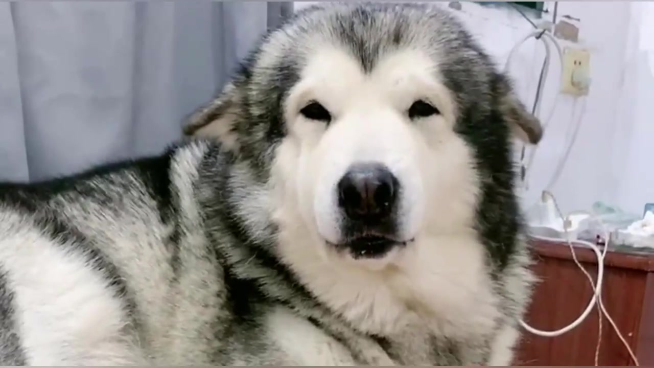 阿拉斯加犬小眼睛大鼻子,铲屎官说它长得丑,它怒了