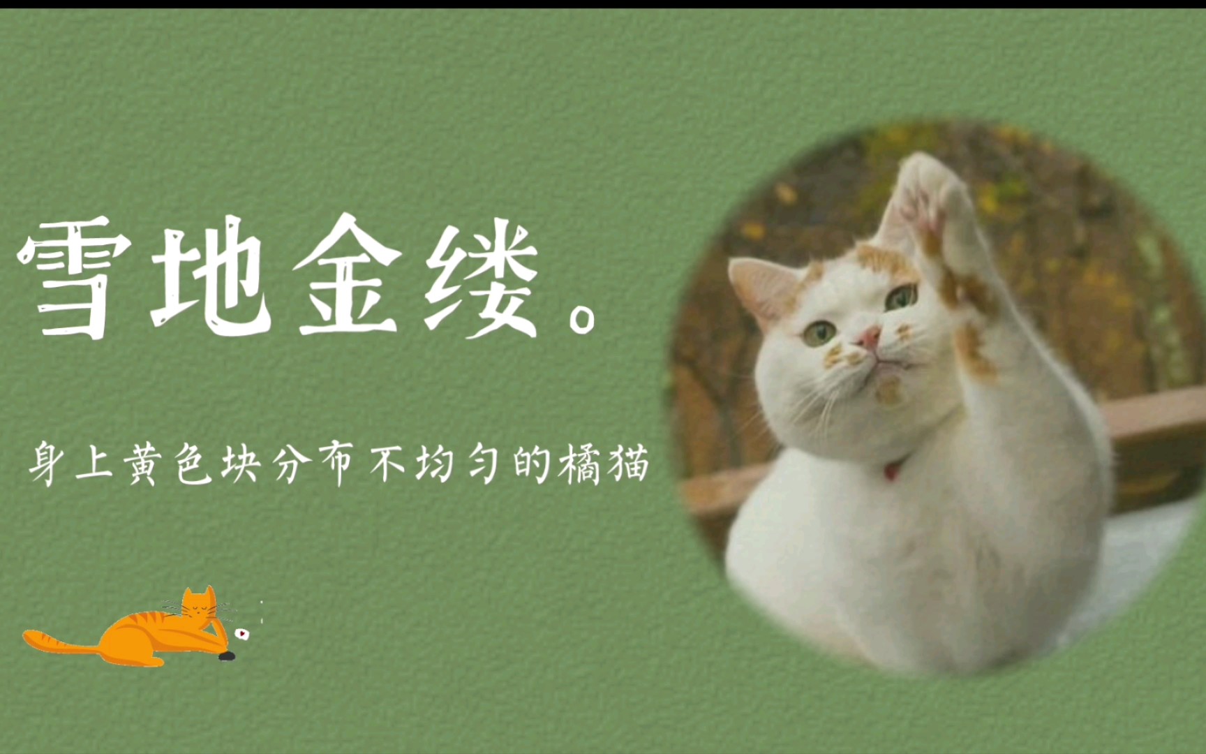 古代对猫咪的别称.哔哩哔哩bilibili