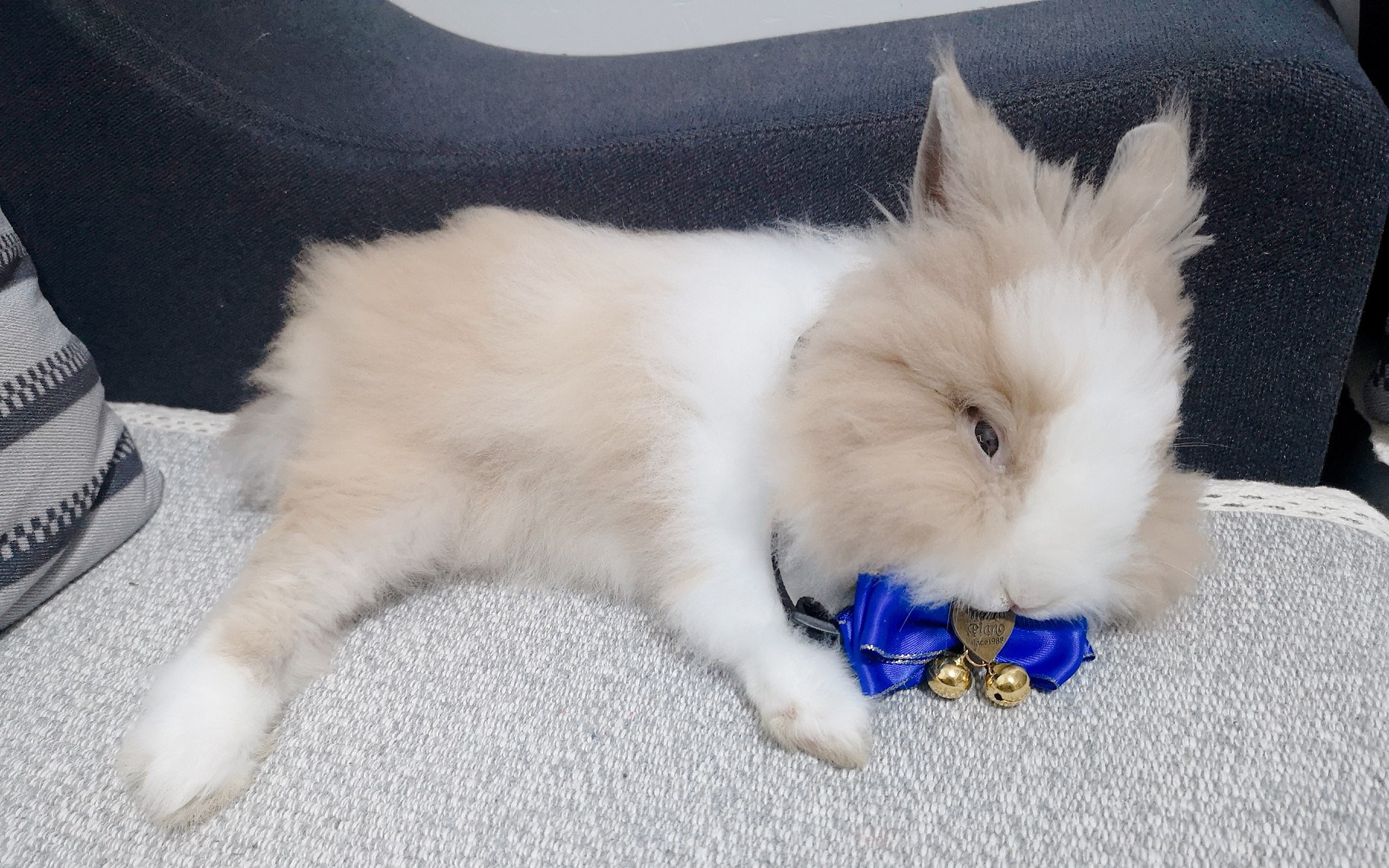 【兔子】喝个水都要撒娇的撒娇精!