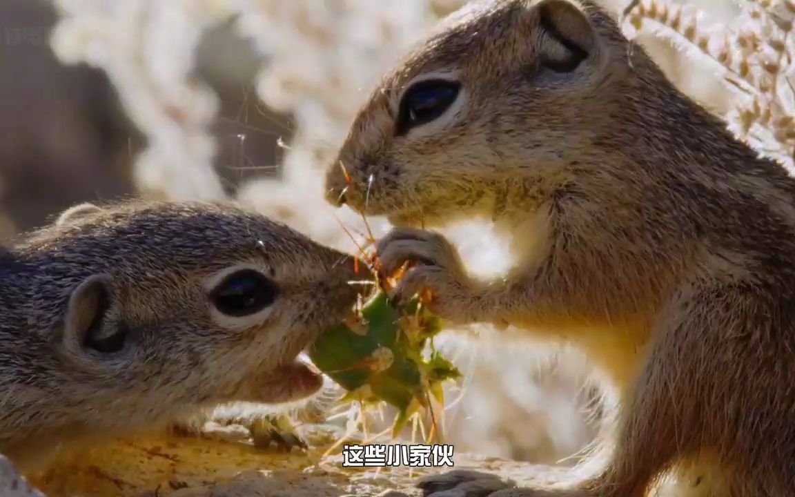 第七集 _ 松鼠媽媽堪稱動物界的貝爺