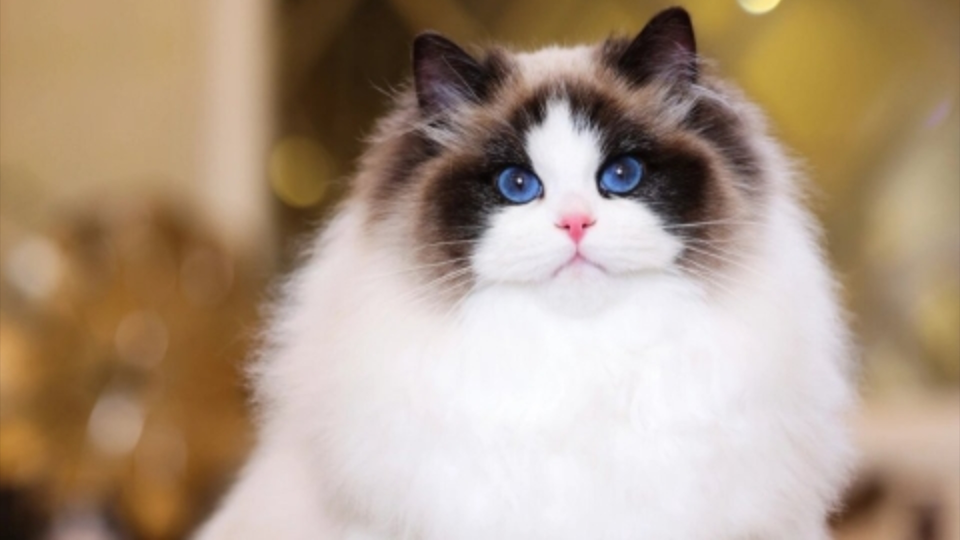 【猫的品种】布偶猫