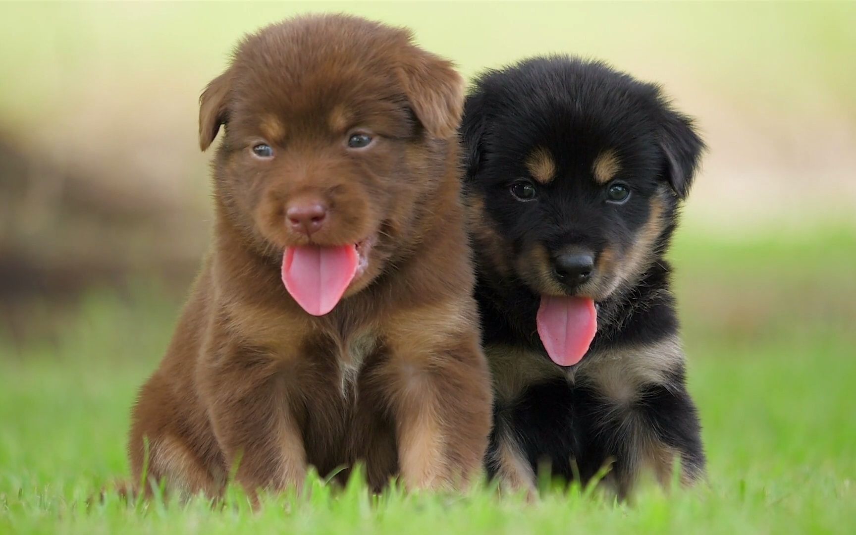 可爱的狗崽子们!