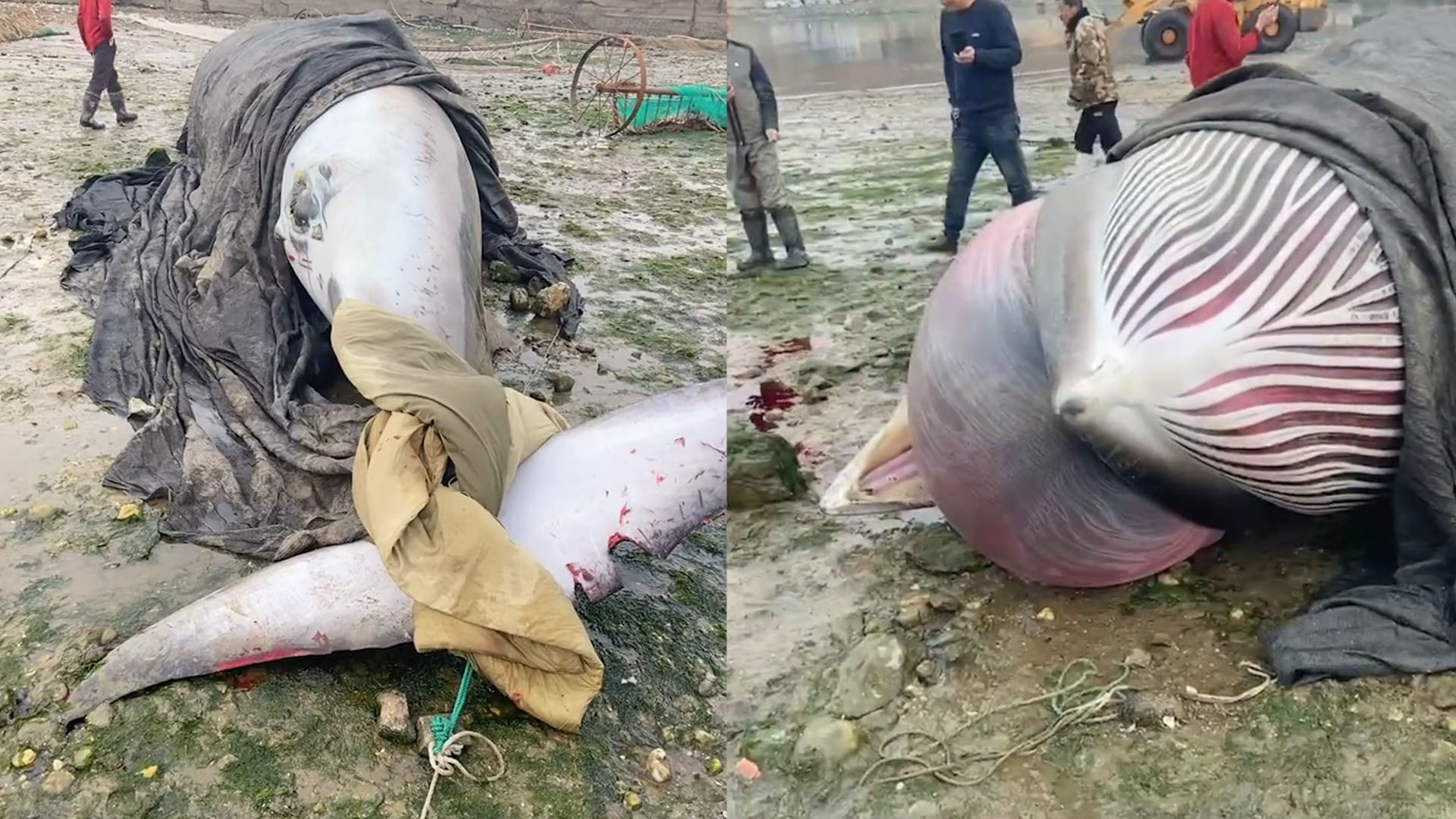 女子海边看见死亡鲸鱼肚皮撑开鼓出红肉网友喊话小心爆炸