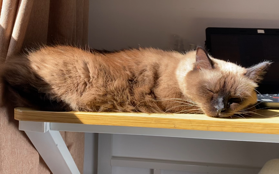 阳光下安静睡觉的猫,如此美好.