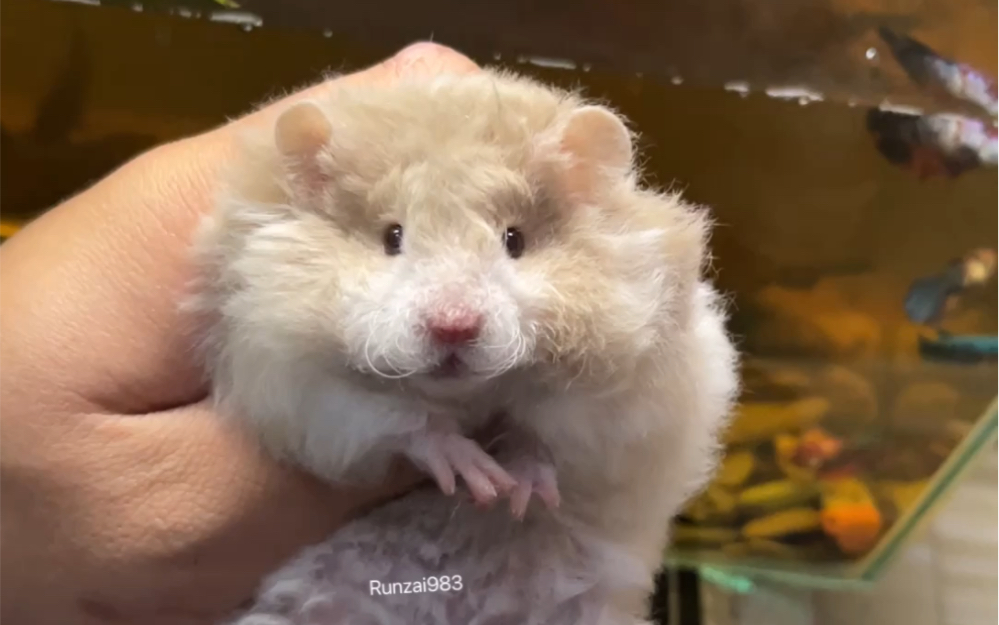 崽崽们真可爱呀060606#金丝熊 #萌宠 #萌宠日常记录