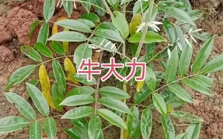 一起认识田埂上的草本植物!哔哩哔哩bilibili