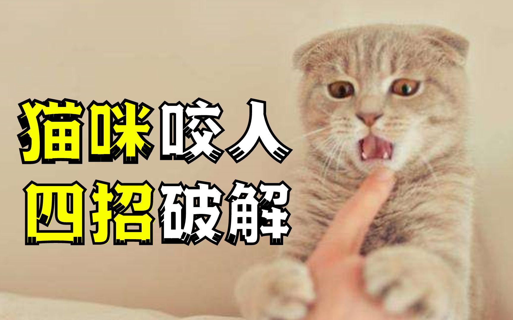 铲屎官们有救了,猫咪爱咬人怎么办,四个小妙招教你轻松应对!哔哩哔哩bilibili