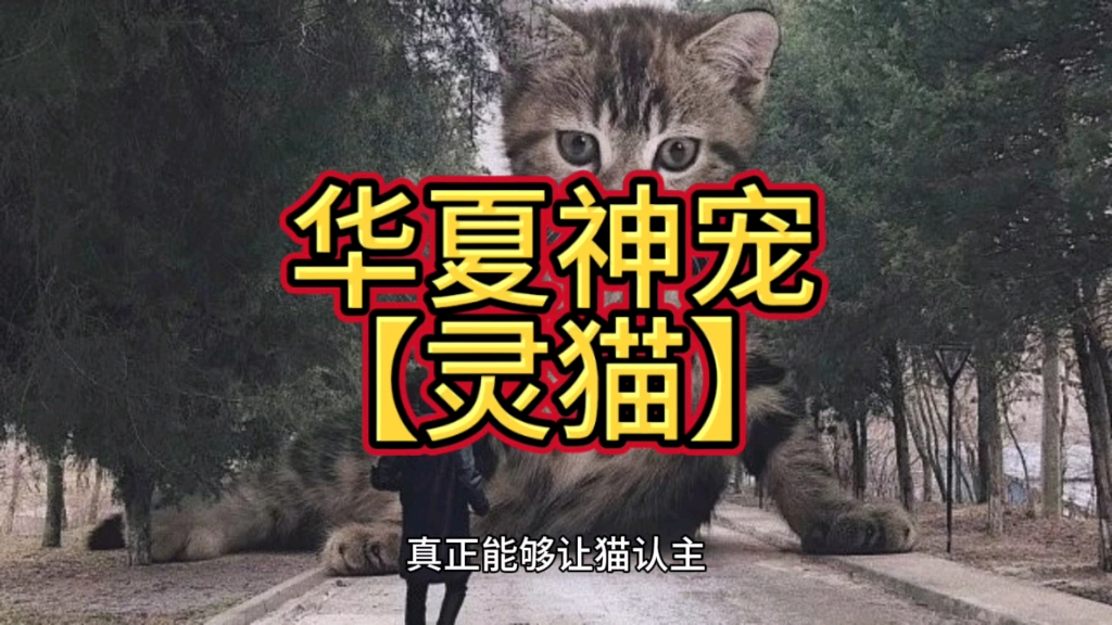 灵猫哔哩哔哩bilibili