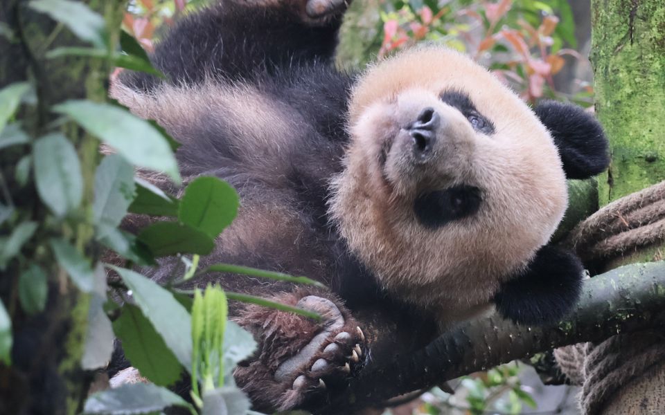 【大熊猫勇勇】勇爹的米奇朵朵真好看呀,希望可以在谷里好好养老