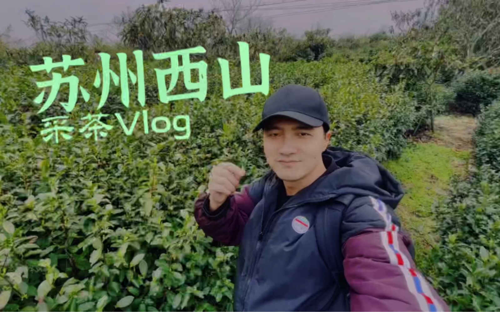 [图]苏州西山采茶vlog（手机拍摄）先把2021长篇库存搞完！