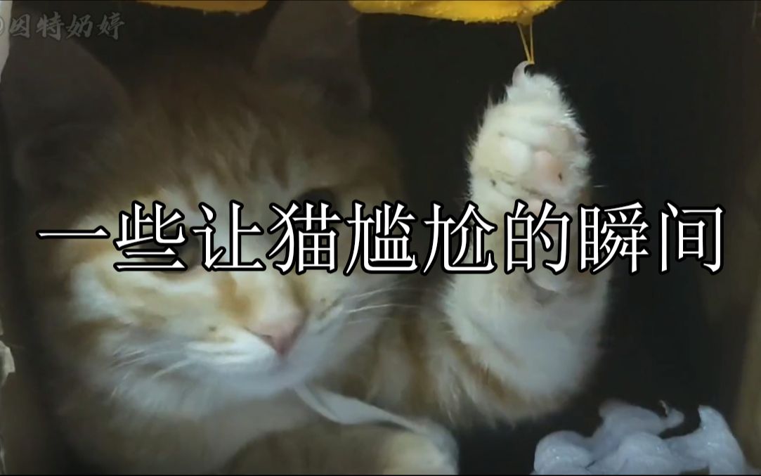 一些让猫尴尬的瞬间:猫界社死名场面哔哩哔哩bilibili